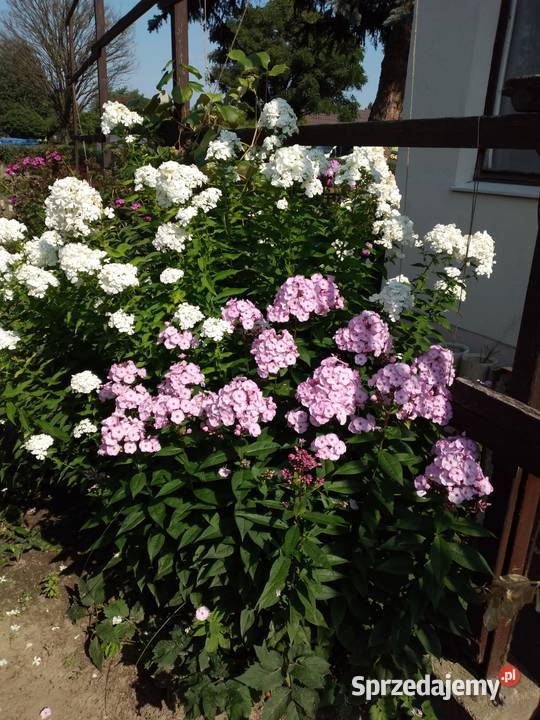 Zadbana działka ROD Ławica rekreacyjna Poznań