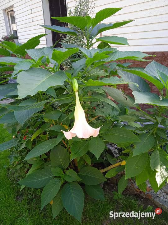 Do sprzedania Trzmielina Dębica sprzedam