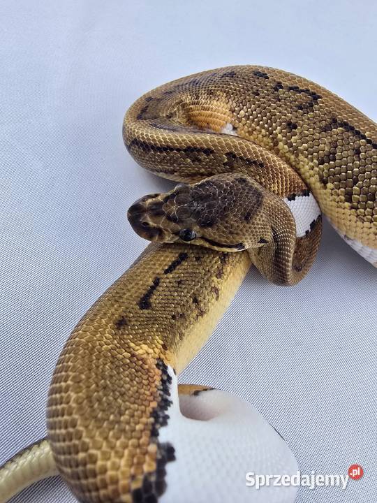 Wąż pyton królewski python regius samica dolnośląskie Wrocław