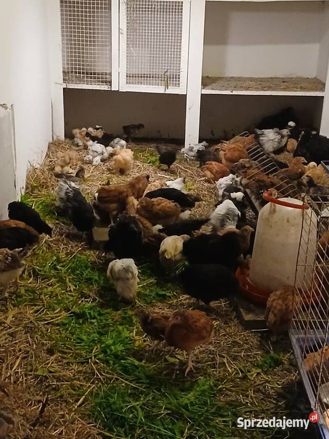 Kurczaki nioski w różnym wieku z zielonych jaj Zamość