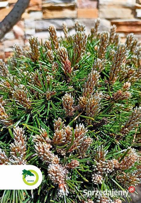 Bonsai Pinus nigra 70 Bełchatów sprzedam