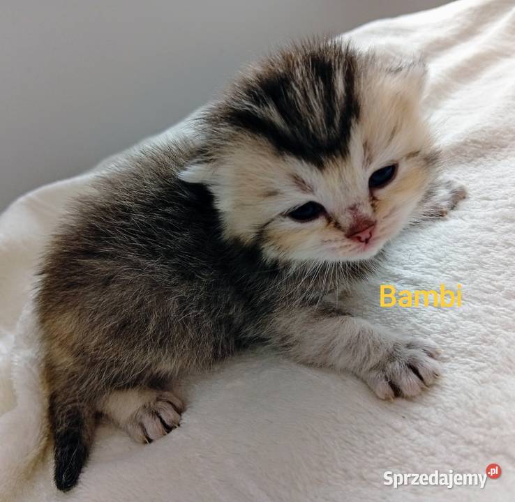 Cudowne Kocie Maleństwa Szkockie Szynszyle Katowice