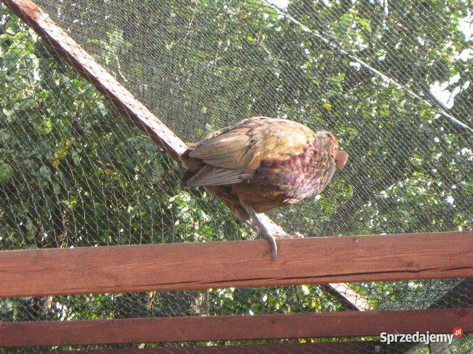 Bażanty mongolskiekoguty Suchedniów