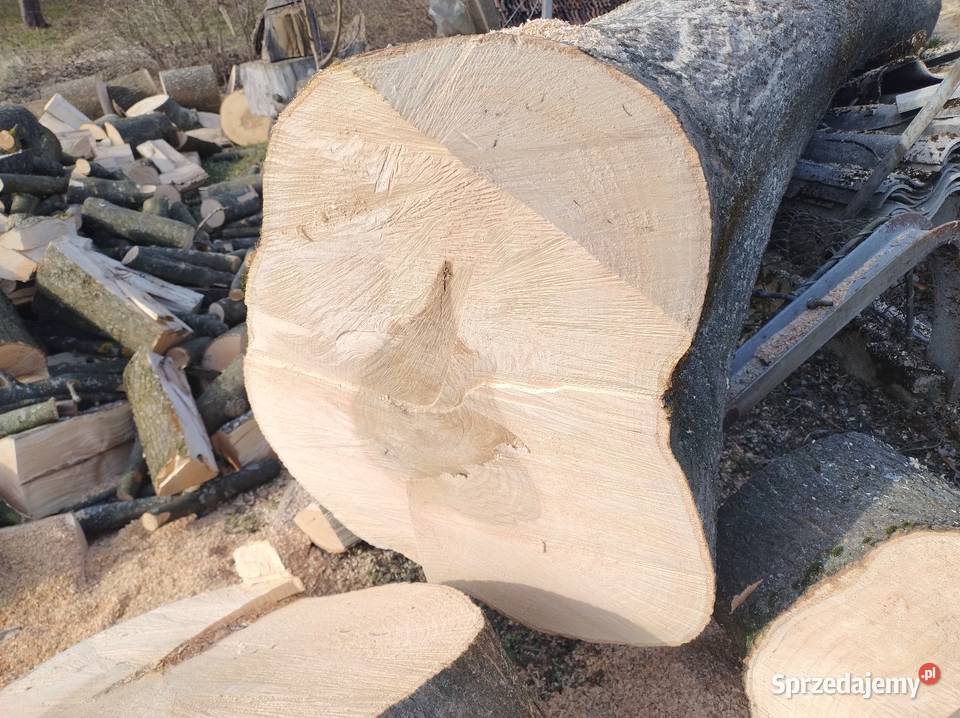 Kloc z jesiona Pozostałe Sietesz