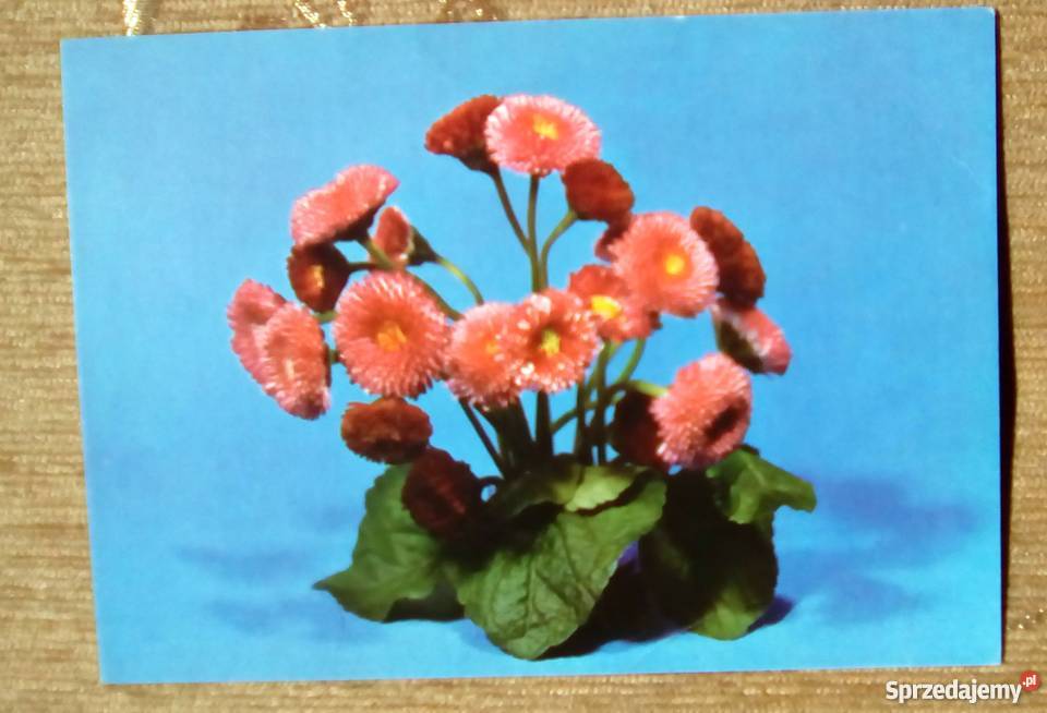 BUKIECIK STOKROTEK FOT ZBORSKI Piszczac sprzedam