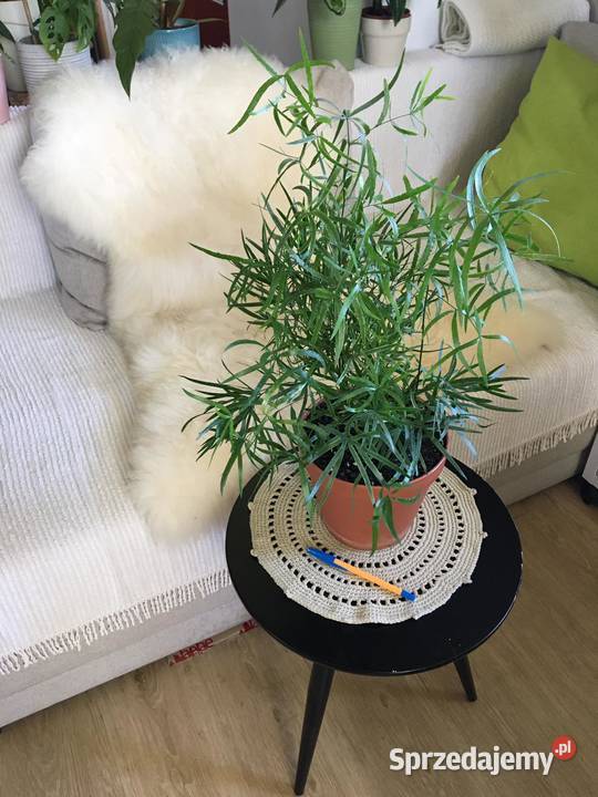 Asparagus falcatus Warszawa sprzedam