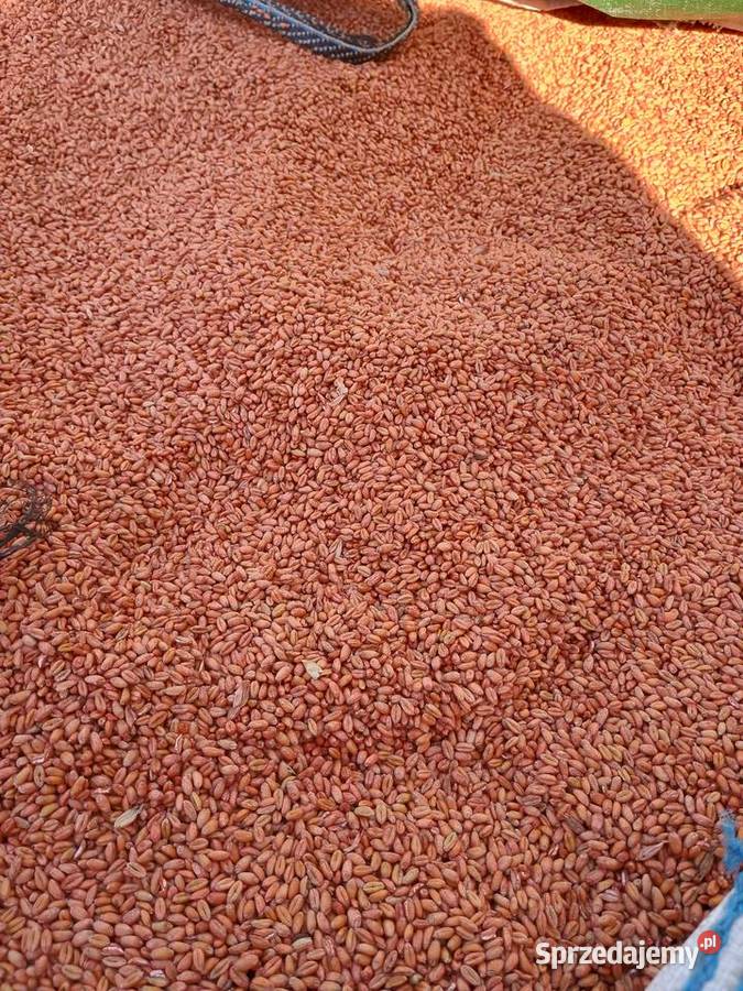 Pszenica pszenżyto zaprawione Bytom Odrzański