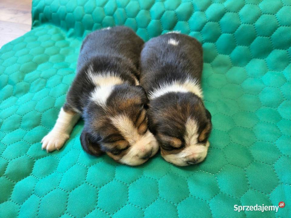 Beagle szczeniaki ZKwP FCI elitarne pochodzenie Żywiec sprzedam