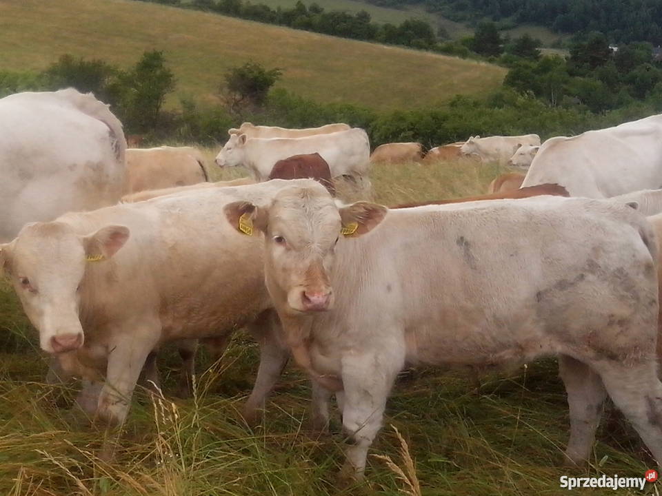 byczki byki opasy odsadki Charolaise Muszyna