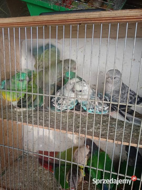 Świergotki kozy Wawrzeńczyce