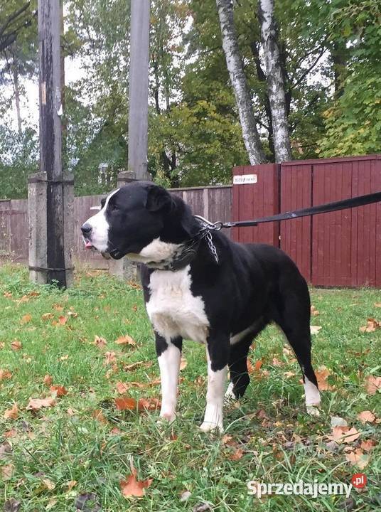 Owczarek Środkowoazjatycki zapowiedź miotu Konin