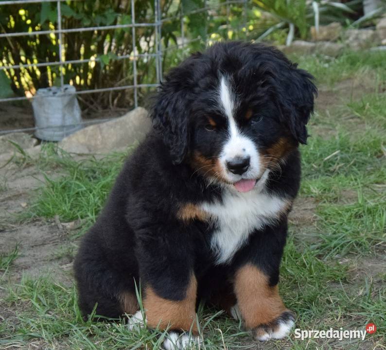 berneński pies pasterski zkwp Rogoźnik sprzedam