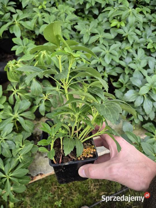 Runianka Japońska Piękne sadzonki Wysyłka Liściaste wielkopolskie Sycewo