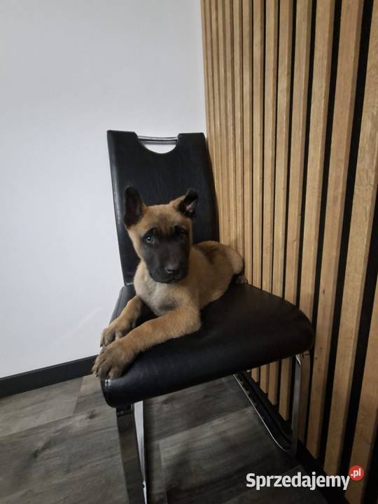 Owczarek Belgijski Malinois Szczeniaki Owczarek Częstochowa