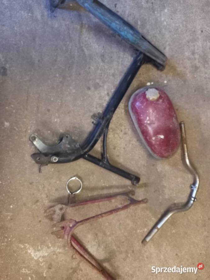 Komar sztywniak Sokołów Podlaski