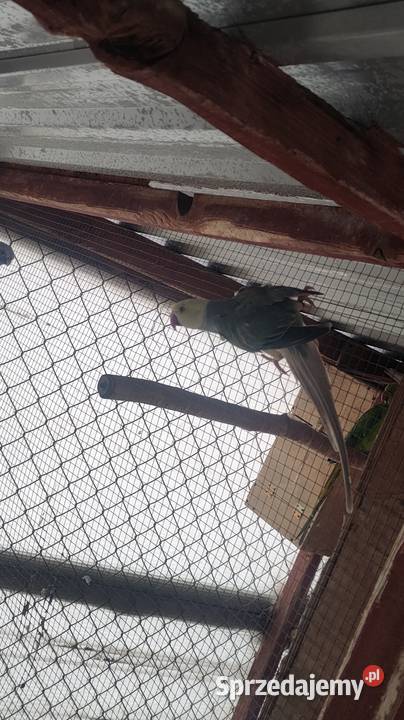 Aleksandretty i inne papugi łódzkie Laski