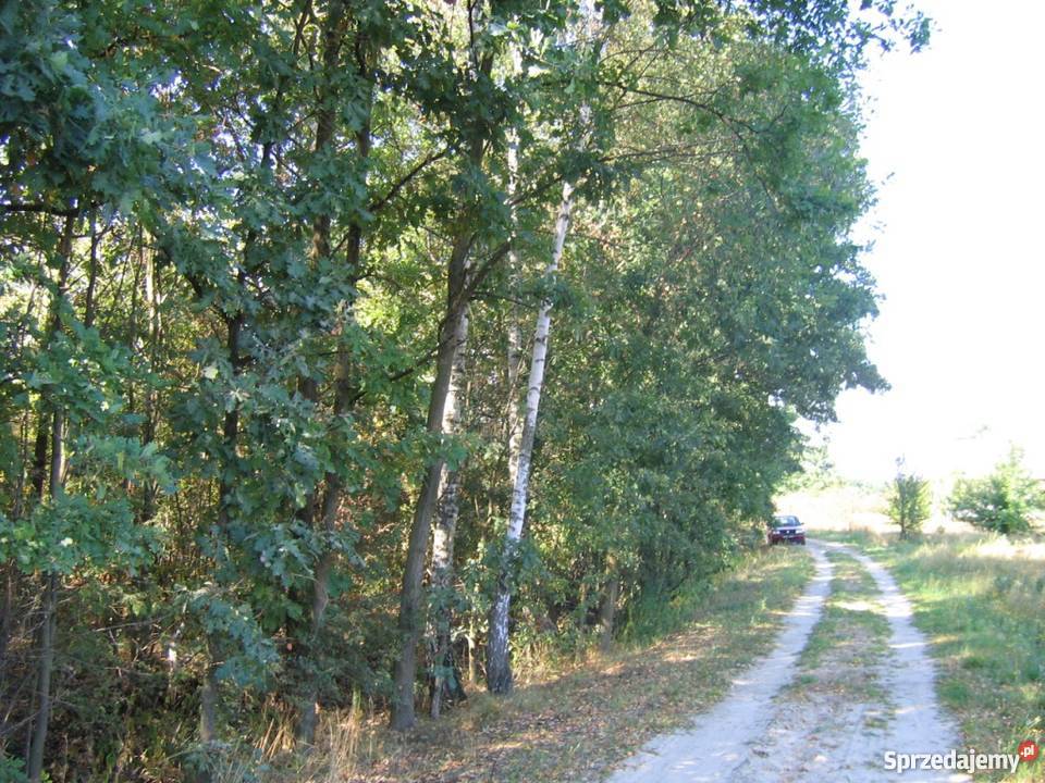 Sprzedam dz siedliskową z lasem w Grabszczyźnie Grabszczyzna sprzedam