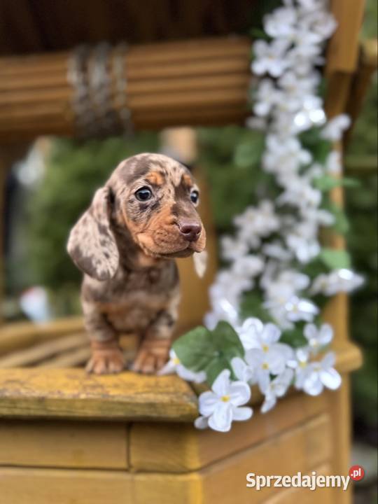 Wyjątkowa Sunia Jamnik miniaturowy Choco merle z