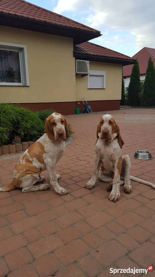 Bracco Italiano sprzedam
