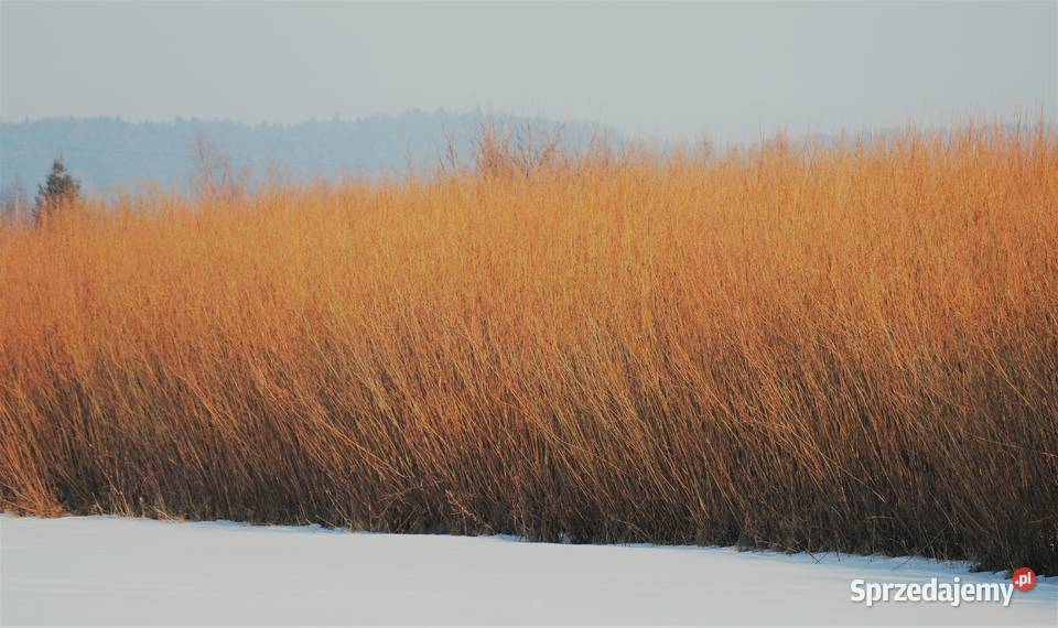 wierzba energetyczna na pniu z 95 ha Haczów
