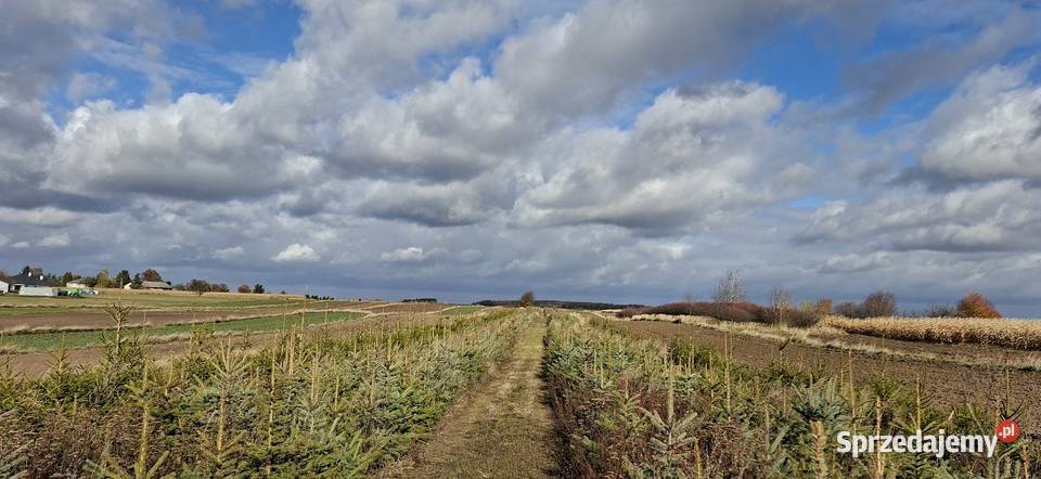 SWIERK CHOINKA Fajsławice sprzedam