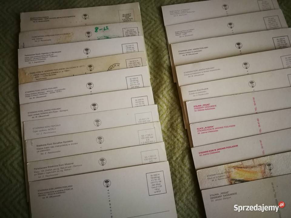 Pocztówki Dokumentacyjne Konie Stadnin Szczecin