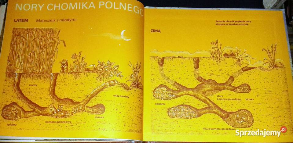 Chomicze lato z życia chomika polnego Helmut lubelskie sprzedam