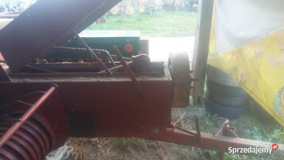 Sprzedam prase sipma z 224