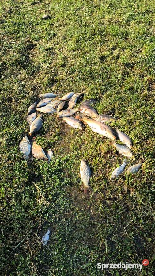 Ryba karp kroczek lubelskie Włodawa