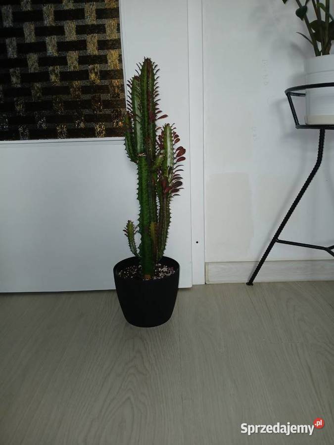 Euphorbia Trigona Rubra 60 wilczomlecz bordowy Rośliny domowe śląskie Częstochowa