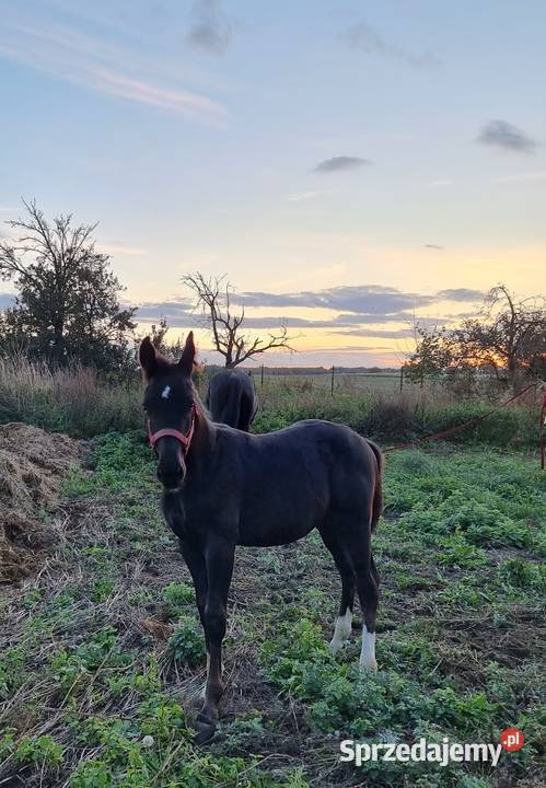Kary ogier odsadek na sprzedaż Rokutów