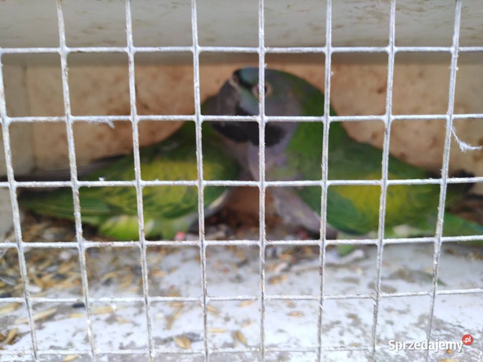 Papugi rozelle aleksandretty