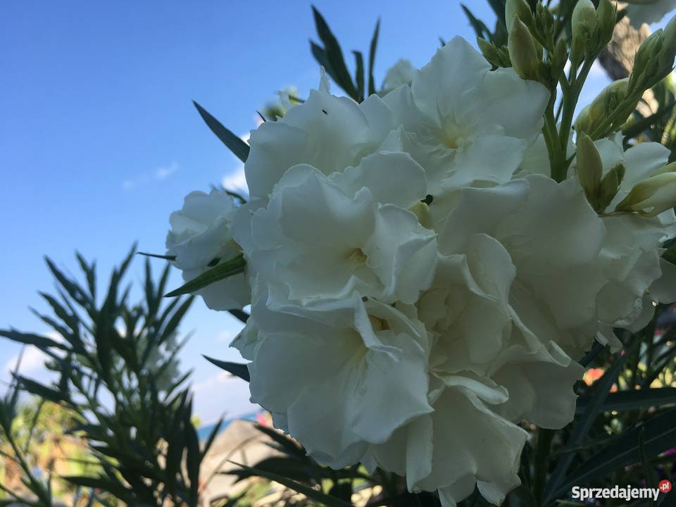 Szczepki oleander Brzeźnica