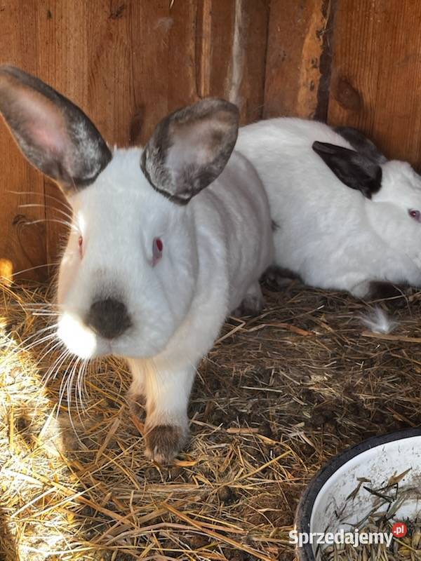 Sprzedam króliki Korczówka sprzedam