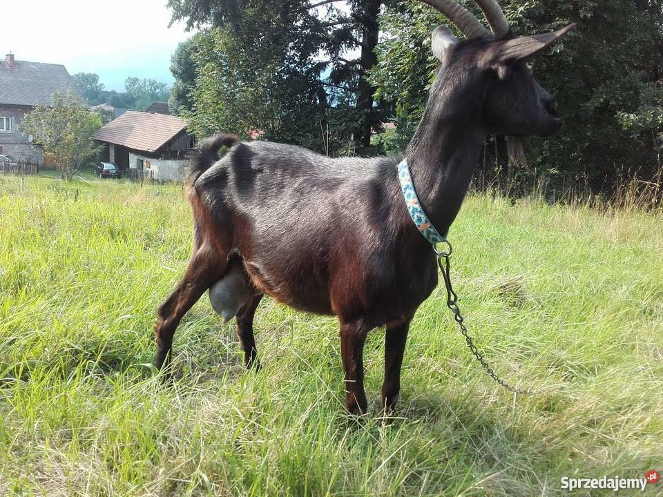 Sprzedam kozę śląskie Węgierska Górka