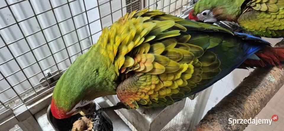 Sprzedam ptaki z 2025 Grodzisk Wielkopolski