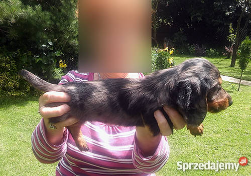 jamnik dlugowlosy kroliczy sprzedaz Sieradz