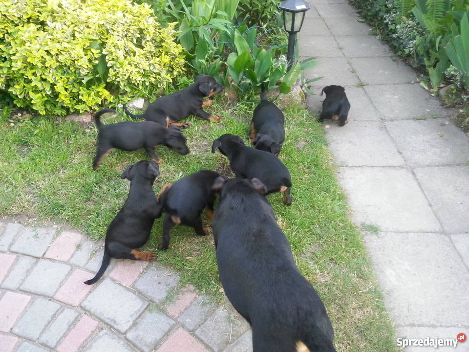 Terier Niemiecki szczeniaki Wawrów