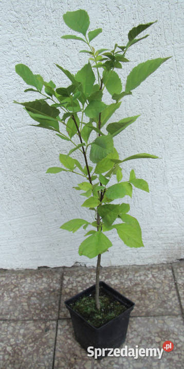 JESION CZARNY Fraxinus sadzonki w doniczkach Ustronie