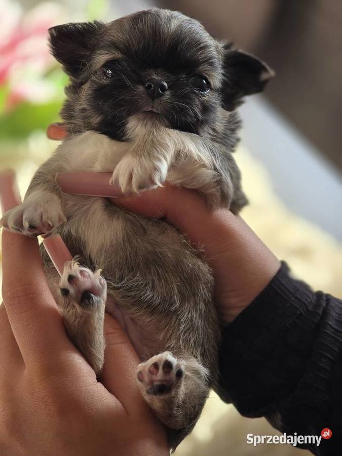 Chihuahua Sobolowy Mini Xxs śląskie Bielsko-Biała sprzedam