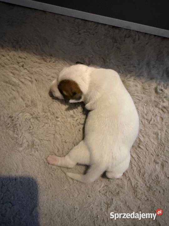Jack Russell Terrier szczeniak suczka Dębie