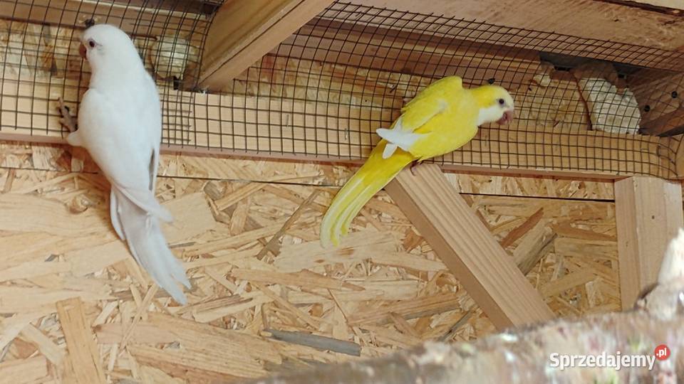 Mnichy Nizinne Wieliczka