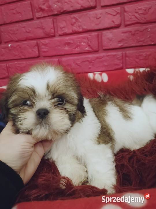 AKTUALNE Szczenięta rasy SHIH TZU hodowla Shih Tzu Szczecinek