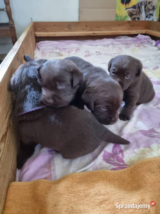 Szczęnieta Labrador Retriever FCI ZkwP oWrocław Gaj Oławski