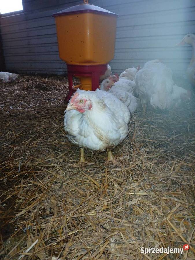 Brojlery mięsne z własnej chodowli Drób i ptactwo Morąg
