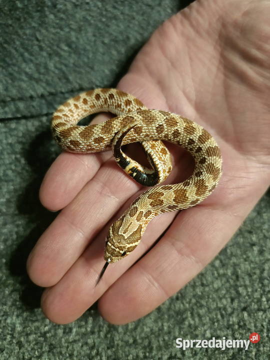 Heterodon zachodni parka samica samiec