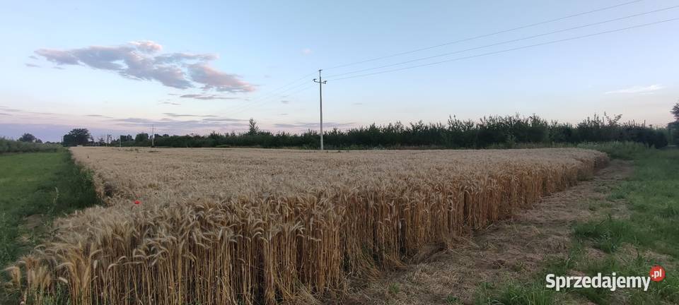 Pszenica Ozima Fox Puławy