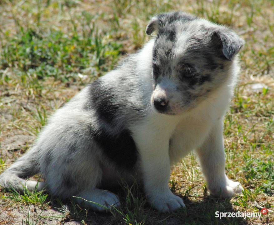 Suczka blue merle z błęitnym okiem Milejów-Osada