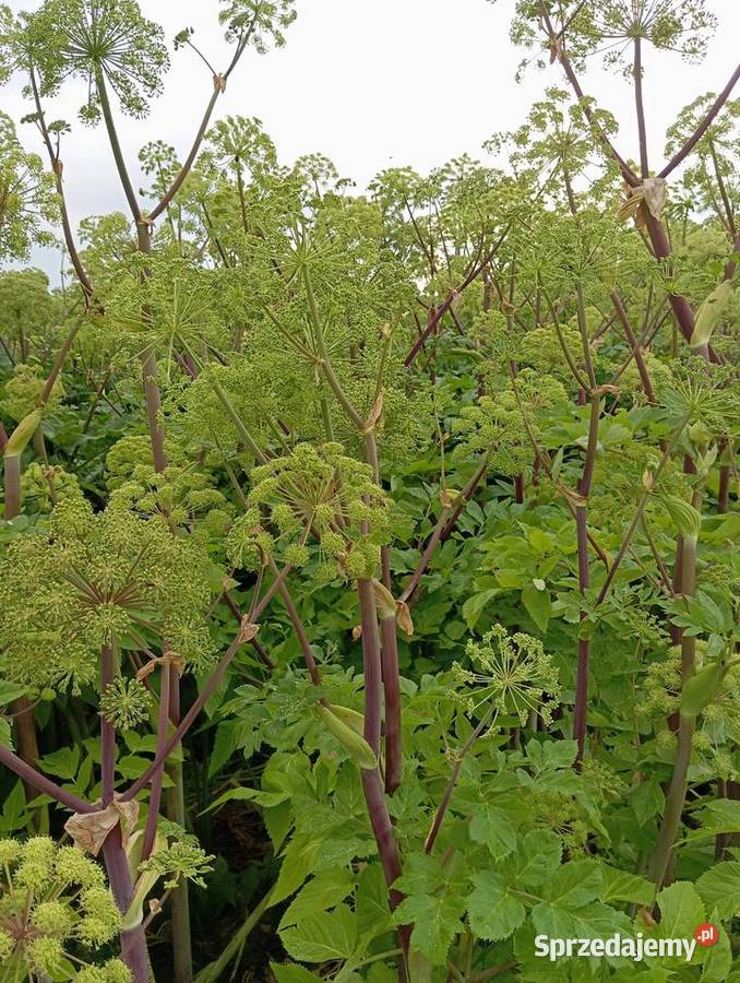 Nasiona arcydzięgiel 2024 Krasnystaw sprzedam