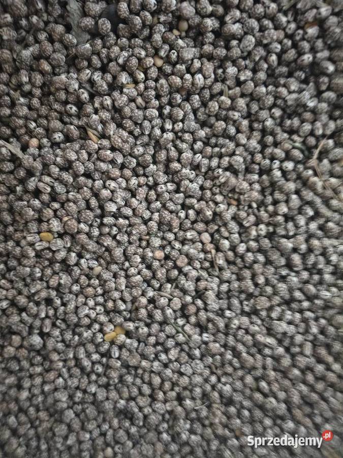 Sprzedam Gryka Tatarka i Łubin Gorzki Jagodne